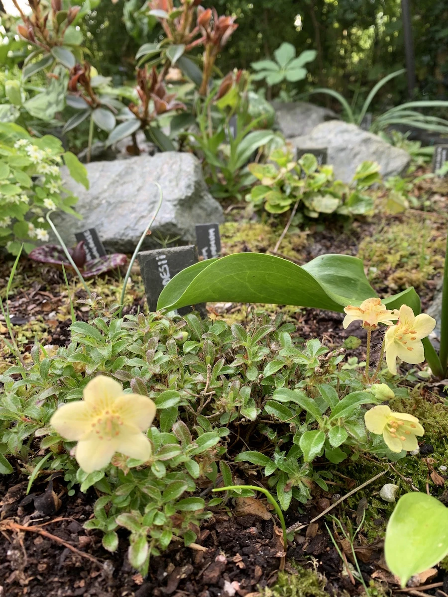 R. lowndesii